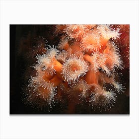 Sea Anemones Canvas Print