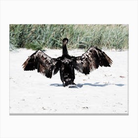 Drying Bird sand beach photo Canvas Print