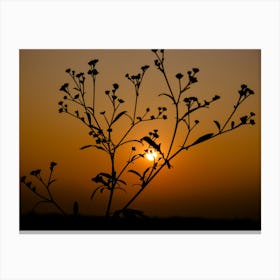 Silhouette Of A Plant At Sunset Canvas Print