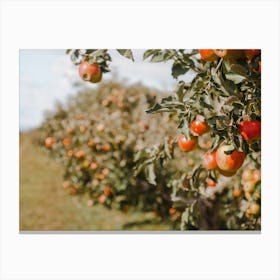 Apple Orchard Harvest Canvas Print