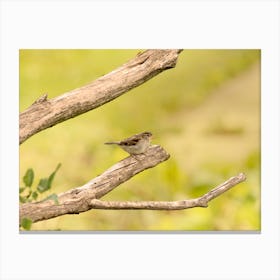 Sparrow perched on a branch Canvas Print