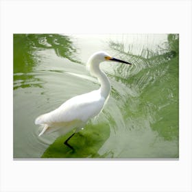 White Egret In Water Canvas Print