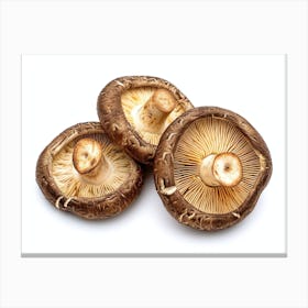 Mushrooms On A White Background 3 Canvas Print