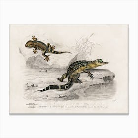 Alligator And Lilford Swall Lizard, Charles Dessalines D'Orbigny Canvas Print