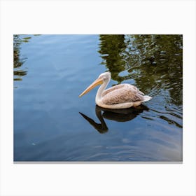 Pelican Floating In The Lake Canvas Print