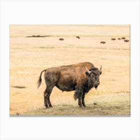 Bison Landscape Canvas Print