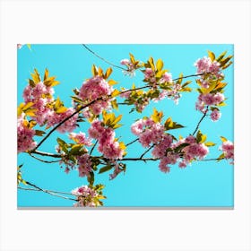 Cherry Trees In Bloom 03 Canvas Print