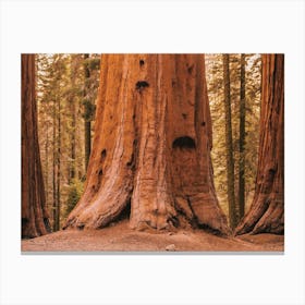 Redwood Forest California Canvas Print