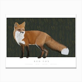 Fox Illustration Canvas Print
