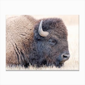 Wyoming Bison Canvas Print