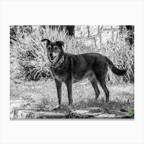 Black And White Dog 20230817249rt1pub Canvas Print