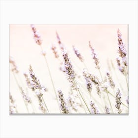 Lavender Flowers Canvas Print