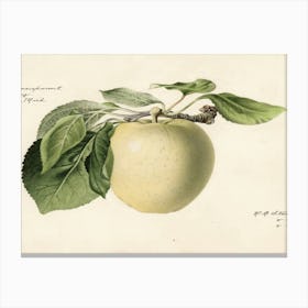 Apple 2 Canvas Print