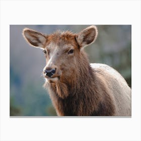 Female Elk Canvas Print