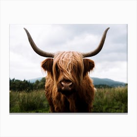 Scottish Highland Cattle 2 Canvas Print
