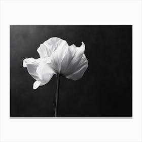 Black And White Poppy Canvas Print