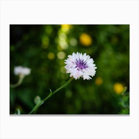 Little Purple Flower In the Springtime // Nature Photography  Canvas Print