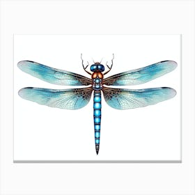 Dragonfly Blue Eyed Darner Pencil Drawing 2 Canvas Print