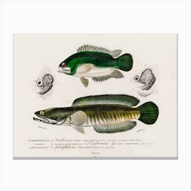 Different Types Of Fishes, Charles Dessalines D'Orbigny 11 Canvas Print