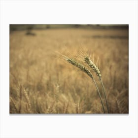Close Up Of Green Yellow Wheat Crop Canvas Print
