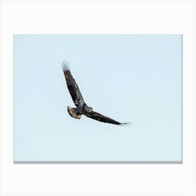Juvenile Eagle Soaring In The Sky Canvas Print