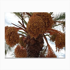 Palm Tree With Dates Canvas Print