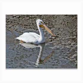 American Pelican and reflection on the Mississippi River Canvas Print