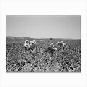Nyssa, Oregon, Fsa (Farm Security Administration) Mobile Camp, Japanese Americans Working In The Sugar Beets By Canvas Print