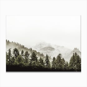 Foggy Evergreen Trees Canvas Print