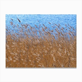 Reeds Beside A Pond Canvas Print