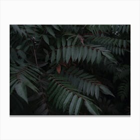 Dark Leaves In The Forest Canvas Print