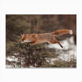 Mid Jump Red Fox Canvas Print