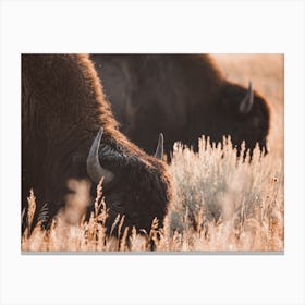 Bison In Morning Light Canvas Print