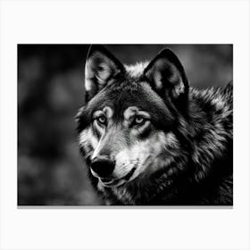 Black And White Wolf Canvas Print