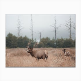 Elk In Misty Morning Field Canvas Print