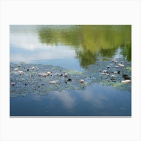 Water lilies swimming in the calm water of a pond Canvas Print