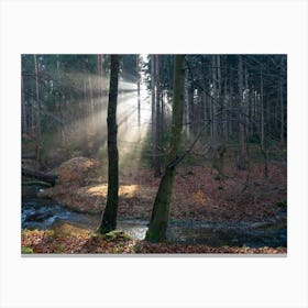 Rays of light in the calm winter forest Canvas Print