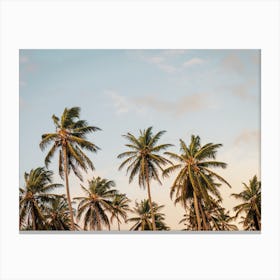 Island Palms Canvas Print