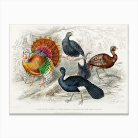American Wild Turkey, Crested Curassow, Galeated Curassow, And Red Curassow, Oliver Goldsmith Canvas Print