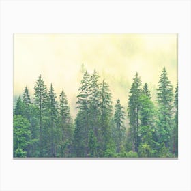 Misty Forest 3 Canvas Print