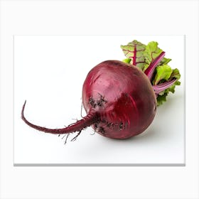 Beetroot isolated on white background. 3 Canvas Print