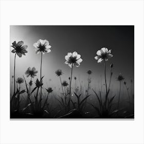 Black And White Image Of Delicate Flowers In A Field At Night Illuminated By A Spotlight Canvas Print