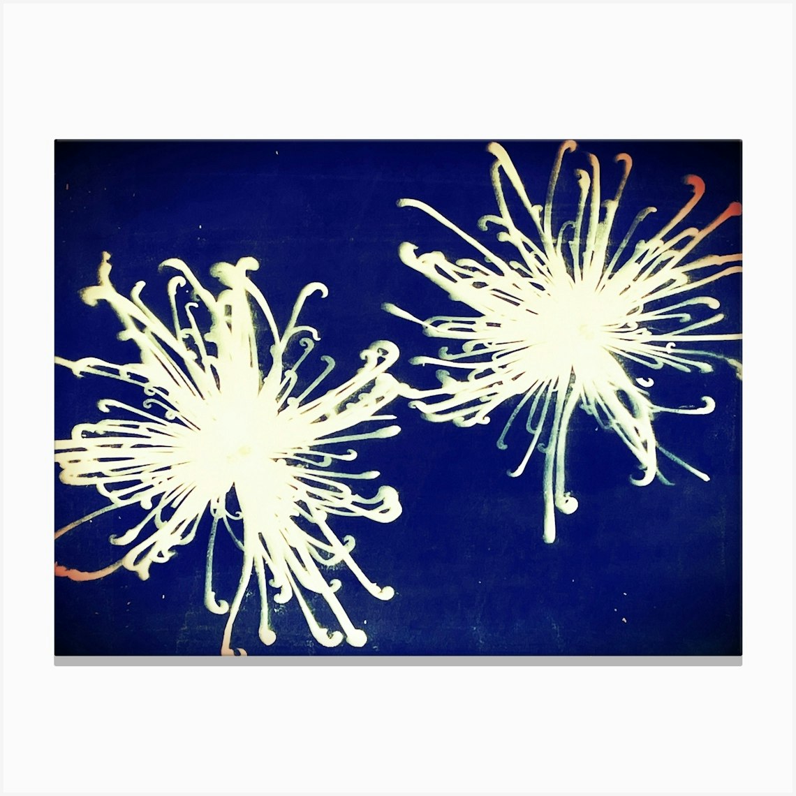 Chrysanthemum cyanotype Canvas Print by Soulful Sunprints