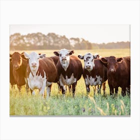 Herd Of Brown And White Cows Canvas Print