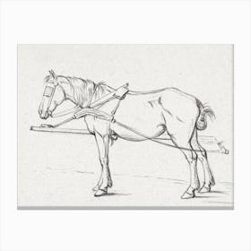 Standing Harnessed Horse, Jean Bernard Canvas Print