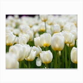 White Tulips 2 Canvas Print