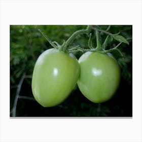 Two Green Tomatoes On A Branch Canvas Print
