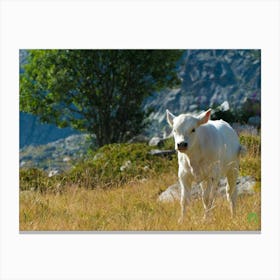 White Cow In The Mountains 20210825 139ppub Canvas Print