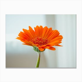 Orange Gerbera Flower On White Background 1 Canvas Print