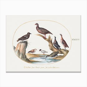 Gulls And Other Birds On A Shore (1575–1580), Joris Hoefnagel Canvas Print